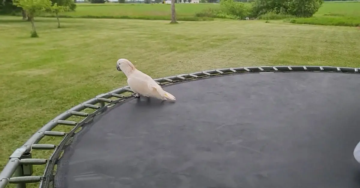How to Stop Birds Pooping on a Trampoline