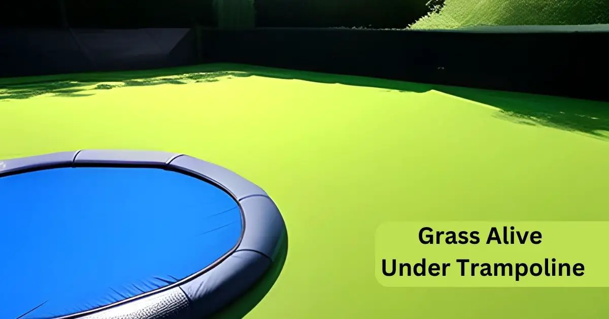 How To Keep Grass Alive Under Trampoline